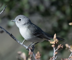 Vireo vicinior