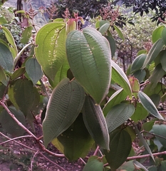 Miconia aeruginosa
