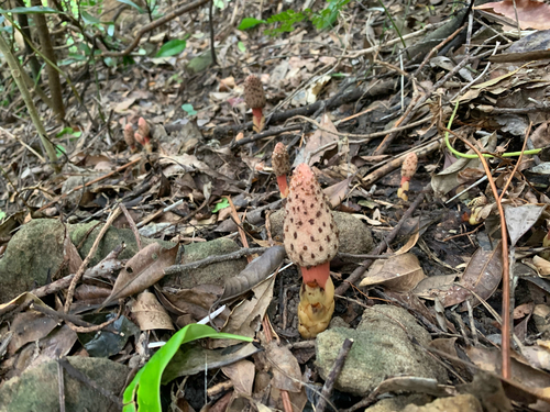 Balanophora japonica iNat (2)