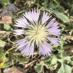Centaurea pullata, photograph (c) Juan Martínez Reina, some rights reserved (CC BY)
