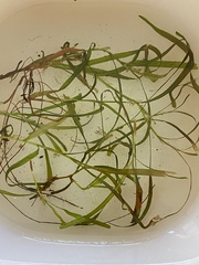 Potamogeton ochreatus