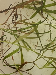 Potamogeton ochreatus