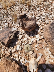 Pediocactus bradyi