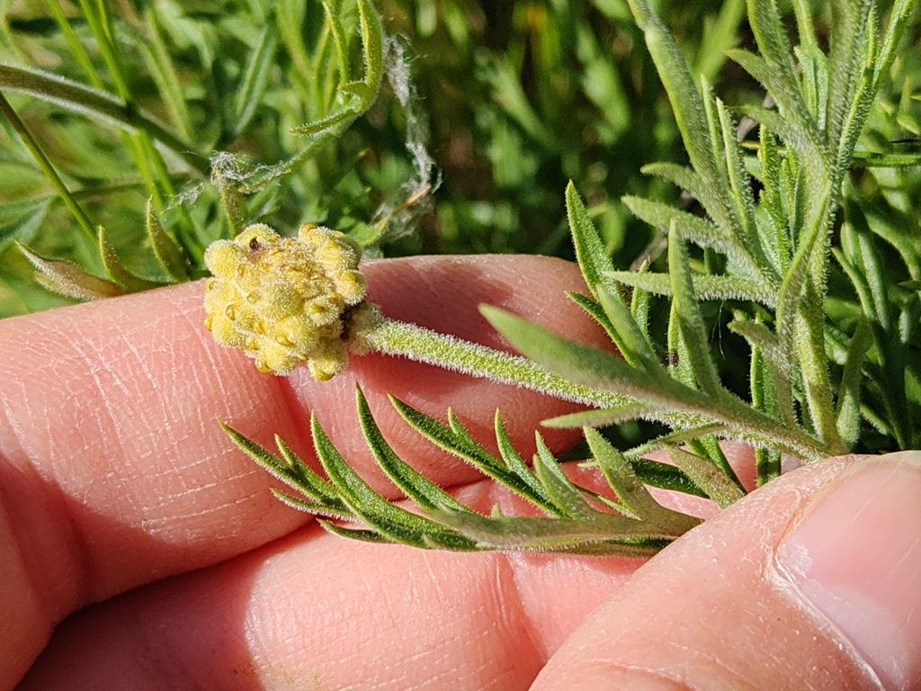 Adonis volgensis; photograph (c) Екатерина Гущина, some rights reserved (CC BY)