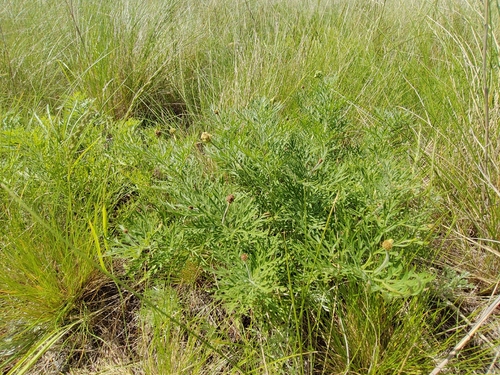 Adonis volgensis, photograph 2