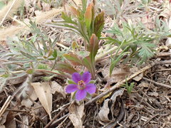Erodium stephanianum