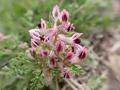 Corydalis bungeana