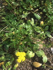 Lomatium caruifolium