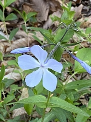 Phlox divaricata