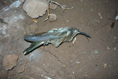 Oreotrochilus leucopleurus