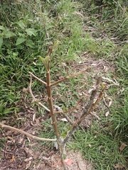 Citharexylum subflavescens