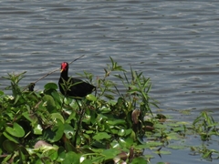 Jacana jacana