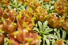 Azorella ruizii