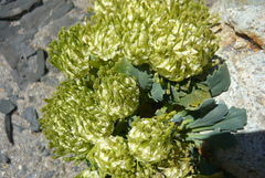 Gamocarpha scapigera