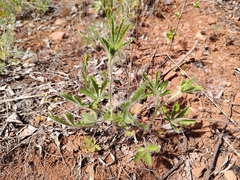 Potentilla pedata