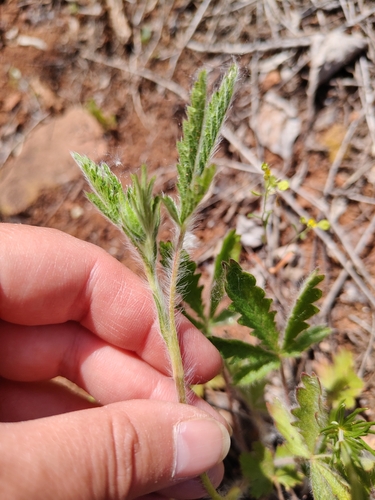 Potentilla pedata, photograph 1
