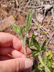 Potentilla pedata, photograph (c) Екатерина Гущина, some rights reserved (CC BY)