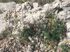 Cymopterus longiradiatus