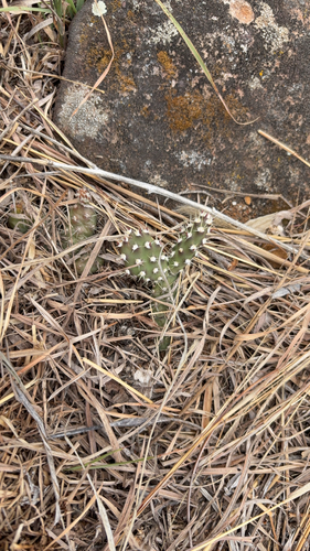 Brittle Pricklypear