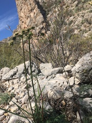 Cymopterus longiradiatus