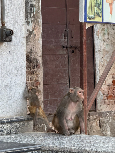 Rhesus Macaque