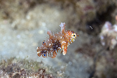 Geoffroy's Wrasse photo 2