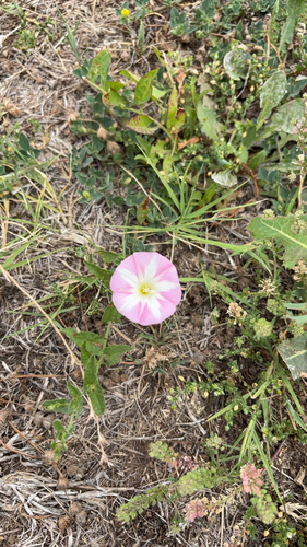 field bindweed