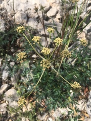 Cymopterus longiradiatus