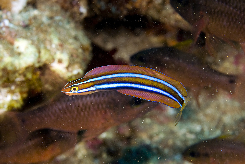 Blue-Stripe Blenny