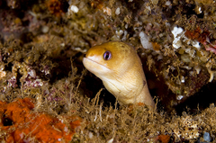 Gymnothorax melatremus