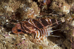 Pterois sphex