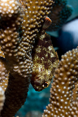 Sebastapistes coniorta