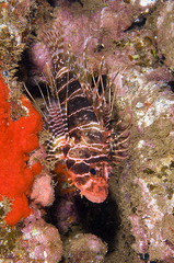 Pterois sphex