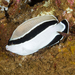 Bandit Angelfish - Photo (c) terence zahner, some rights reserved (CC BY-NC), uploaded by terence zahner