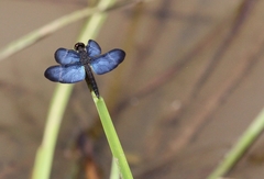 Zenithoptera lanei