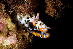 Enchelycore pardalis