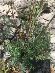 Cymopterus longiradiatus