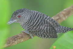 Cymbilaimus lineatus