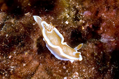 Glossodoris rufomarginata image