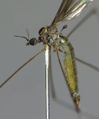 Limonia fasciata