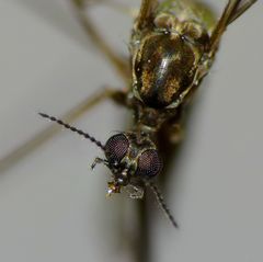 Limonia fasciata