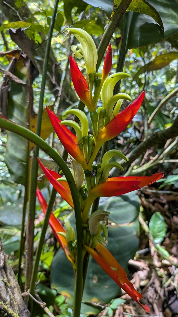 Heliconia zebrina