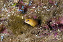Gymnothorax melatremus