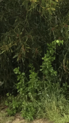 Baccharis pilularis consanguinea