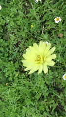 Pyrrhopappus pauciflorus