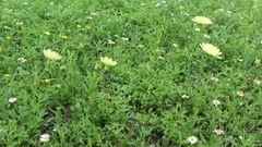 Pyrrhopappus pauciflorus