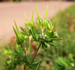 Geranium texanum