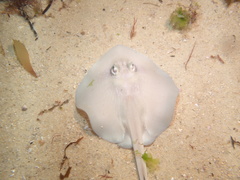 Trygonoptera personata