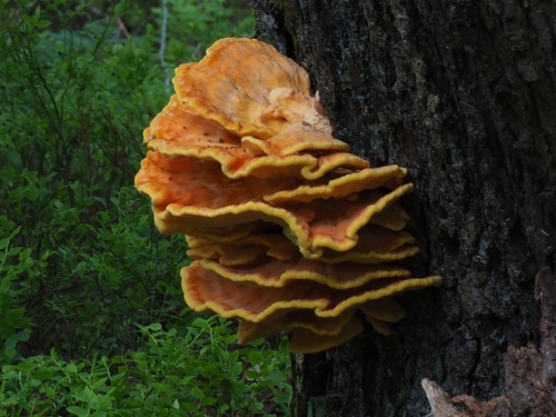 Chicken of the Woods