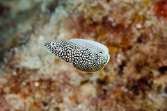 Anampses chrysocephalus